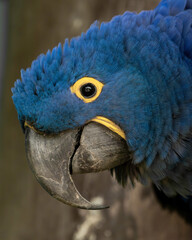 Anodorhynchus hyacinthinus