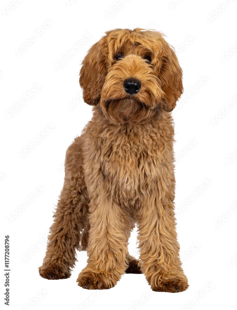 Poster adorable labradoodle dog, standing up facing front. looking towards camera. isolated cutout on a tra
