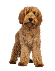 Fototapeta premium Adorable Labradoodle dog, standing up facing front. Looking towards camera. Isolated cutout on a transparent background.