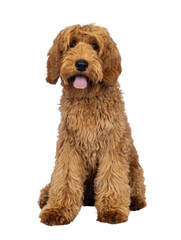 Adorable Labradoodle dog, sitting up facing front with tongue out. Looking towards camera. Isolated cutout on a transparent background.