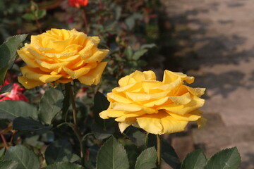 yellow colored rose plant on farm