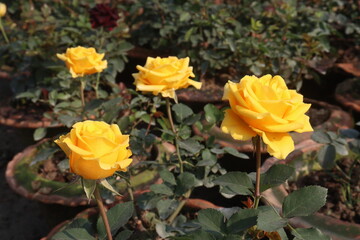 yellow colored rose plant on farm