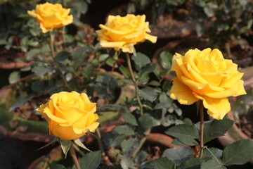 yellow colored rose plant on farm