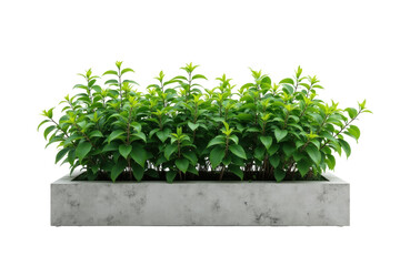 Fototapeta premium Fresh Green Plant Growing in a Concrete Container, PNG file. Generative AI