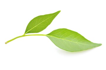 Obraz premium Green Leaf: Nature's Beauty, Close Up