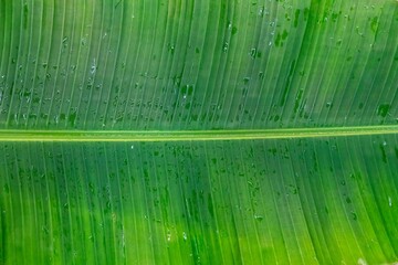 Natural tropical banana leaf texture