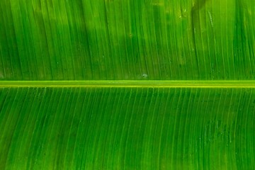 Fototapeta premium Natural tropical banana leaf texture