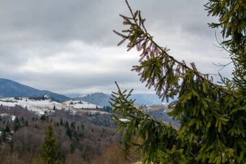pine tree in the mountains