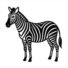 zebra vector illustration
