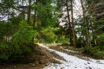Fototapeta premium a path in the mountains through the forest
