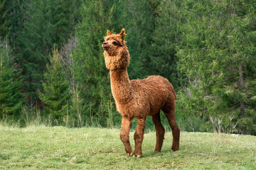 alpaca in the eco park © Taana