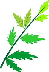 serrated leaves