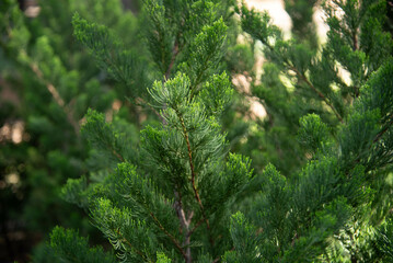 Fototapeta premium Ornamental plants for sale in a seedling nursery