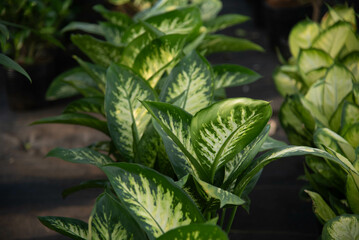 Ornamental plants for sale in a seedling nursery