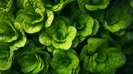 Obraz premium Rows of vibrant green lettuce in a hydroponic farm, with water channels visible