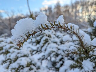 Obraz premium the first snow on the pine branches. Covered an evergreen tree with white snow in a natural area