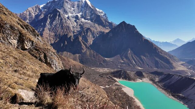Manaslu, Nepal: Two yak in the wilderness overlooking the Birendra Lake along the trail toward the Manaslu base camp hike above Sama village in the Himalayas in Nepal. 