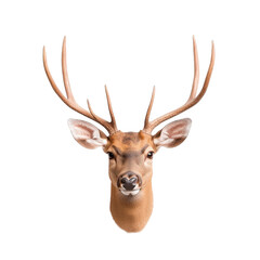 Naklejka premium Deer head with antlers on transparency background