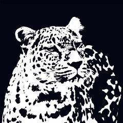 The detailed spots and intense gaze of a leopard's face against a solid black background,  striking black and white illustration