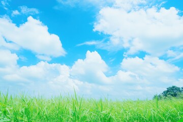 Expansive Blue Sky Over Lush Green Grass Under Bright Sunlight in Open Landscape