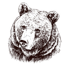 Bear head sketch hand drawn vector, engraving style. Wild animals Vector illustration