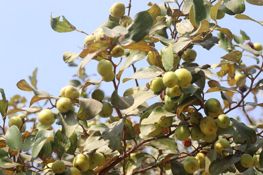 Ziziphus mauritiana fruit on tree in farm