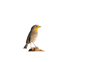 Obraz premium Small cute bird in red color isolated on transparent background, European Robin, Erithacus rubecula, png.