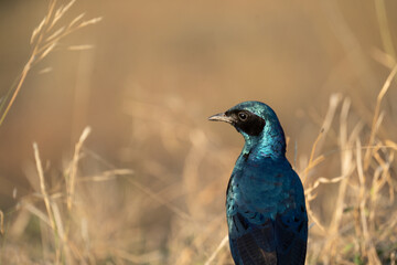 oiseau bleu