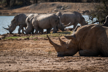 Fototapeta premium rhinocéros