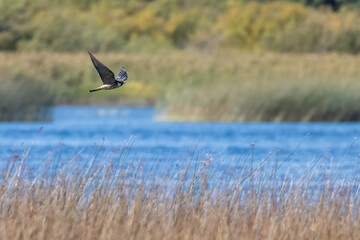 Eurasian Hobby