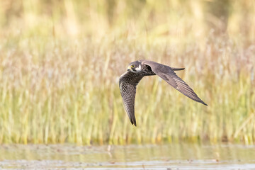 Eurasian Hobby