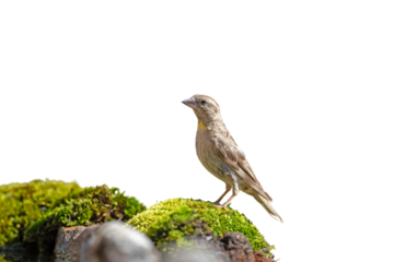 Small cute bird on green moss, isolated on transparent background. Rock Sparrow, Petronia petronia, png. 