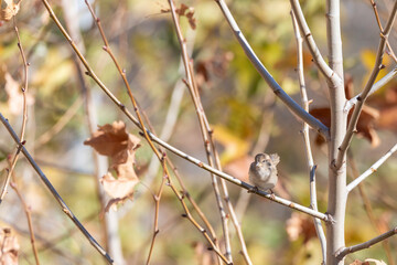 Small sparrow perched on a bare tree branch in autumn, surrounded by soft-focus dry leaves and a warm bokeh background. Nature and wildlife concept