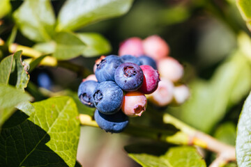 Blueberries in Stanley Australia