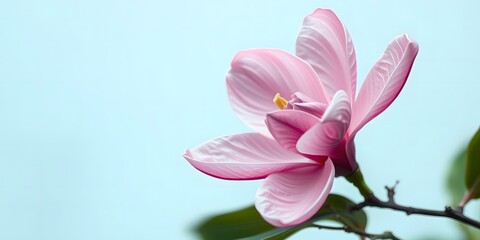 Fototapeta premium Pink magnolia flower with a serene mood blooming on a blue background