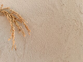 珪藻土の壁と稲穂