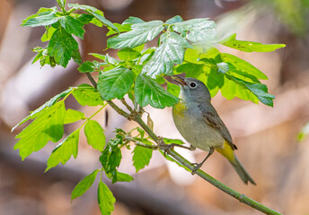 Virginia's Warbler