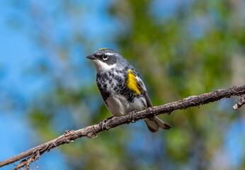 Fototapeta premium Male Yellow-rumped Warbler