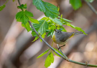 Virginia's Warbler