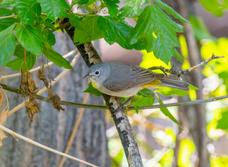 Virginia's Warbler