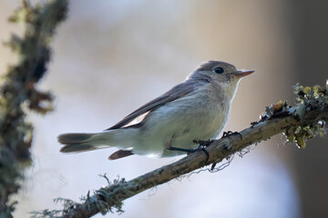 Red-breasted Flycatcher