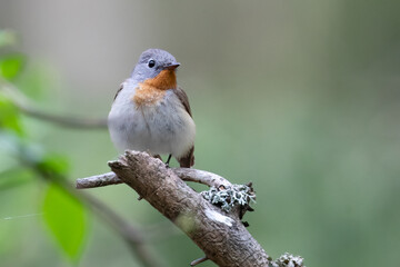 Red-breasted Flycatcher