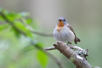 Red-breasted Flycatcher