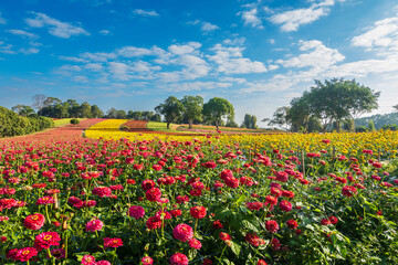 Zinnia elegans garden, natural color background. Zinnia violacea, orange, pink, red flowers blooming in the flower garden. A garden with beautiful, colorful flowers At Panawat Dhamma Practice Center, 