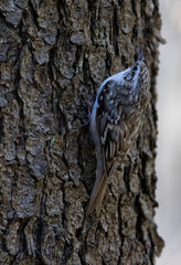 Fototapeta premium Eurasian Treecreeper