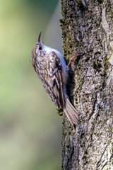 Eurasian Treecreeper