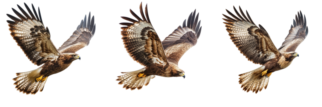 Set of A hawk bird in mid-flight, wings extended, captured in high detail on transparent png background - Powered by Adobe
