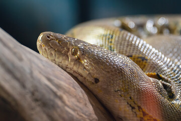 Close up portrait of a beautiful python snake on a branch