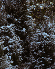 snow covered trees in winter