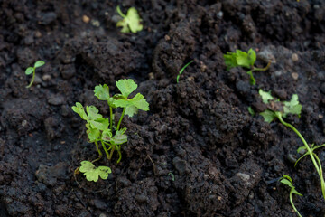 Young organic vegetable sprout growing from moist soil in home garden showing concept of sustainable agriculture, self-reliance, and homegrown healthy lifestyle promoting eco-friendly living.
